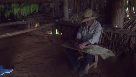 a farmer rolls cigars inside a tobacco barn in rural cuba 1