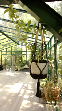 vertical video: hanging plant in macrame holder in glass house yoga studio with greenery