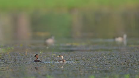 little grebe feeding in wetland