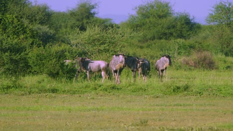 ñus relajándose en la naturaleza en busca de depredadores, manyara ranch conservancy park tanznia