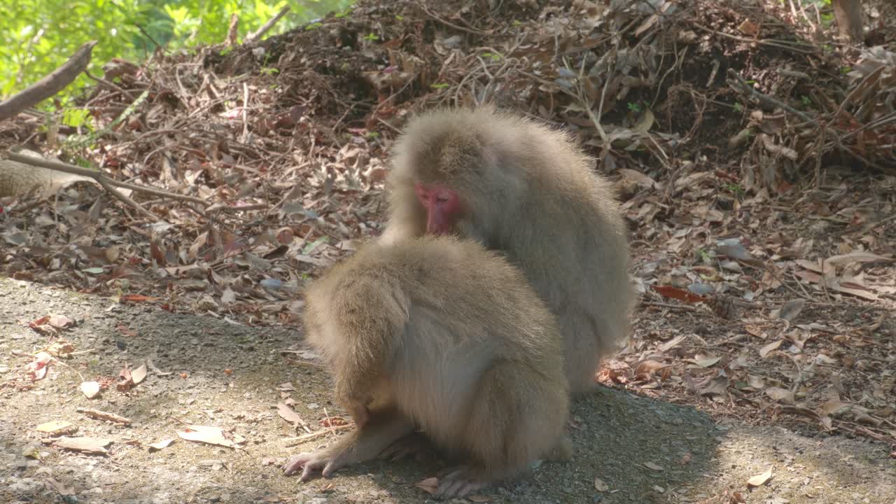 Handheld shot of two Yakushima macaques grooming each other on the edge of a quiet road. The intimate moment captures the gentle, social behavior of wild primates in Japan’s subtropical forest.