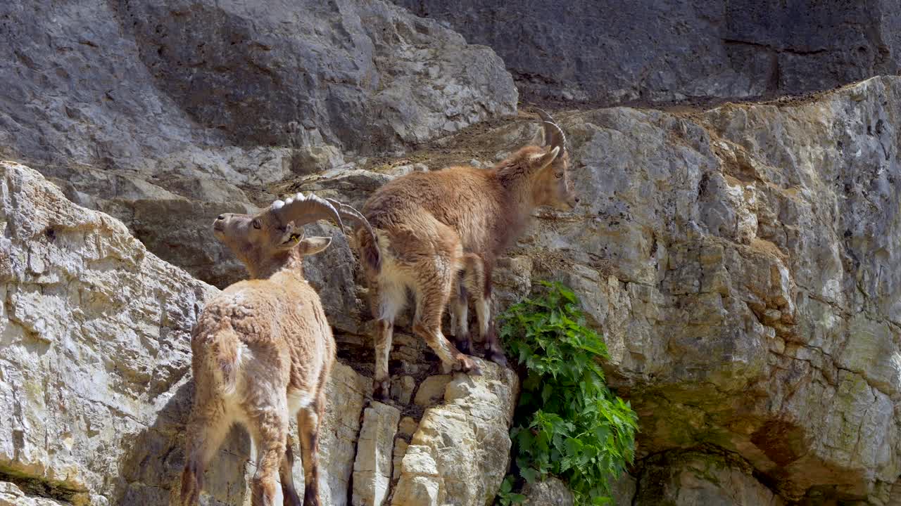 coppia di capra ibex in piedi su una rocciosa montagna ripida della svizzera in estate
