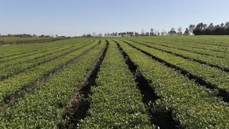 Niedrige-Luftaufnahme-über-Eine-Wunderschöne-Grüne-Teeplantage-Mit-Camellia-Sinensis-An-Einem-Sonnigen-Tag