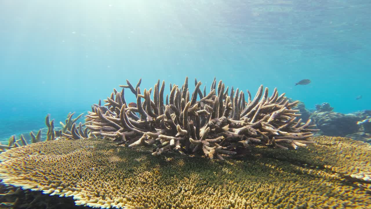 Un corallo Acropora spicca su una struttura della barriera corallina bagnata dalla luce del sole, circondato da acque blu cristalline.