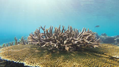 An-Acropora-coral-stands-prominently-on-a-reef-structure-bathed-in-sunlight,-surrounded-by-clear-blue-waters