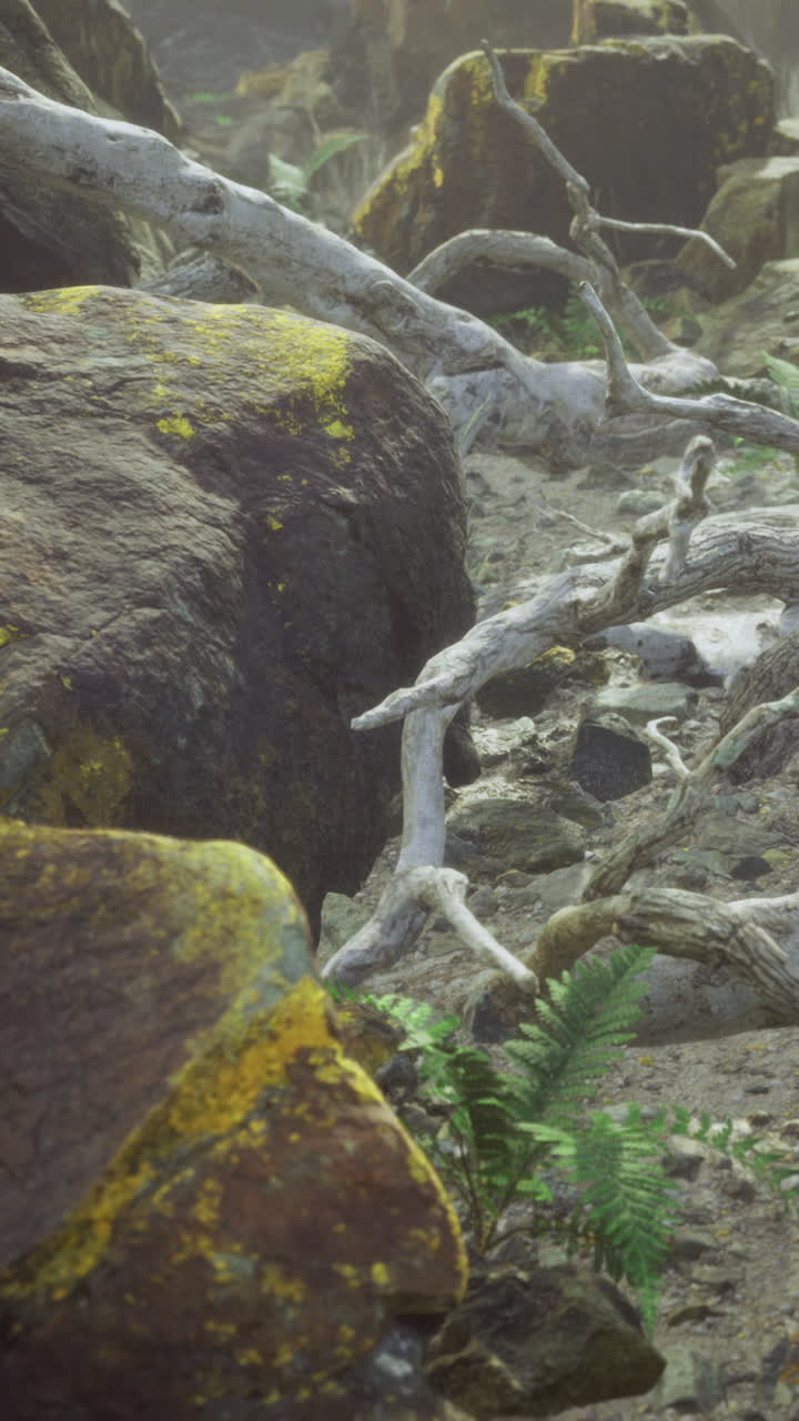 Natural landscape featuring fallen trees and rocky terrain in a forest setting
