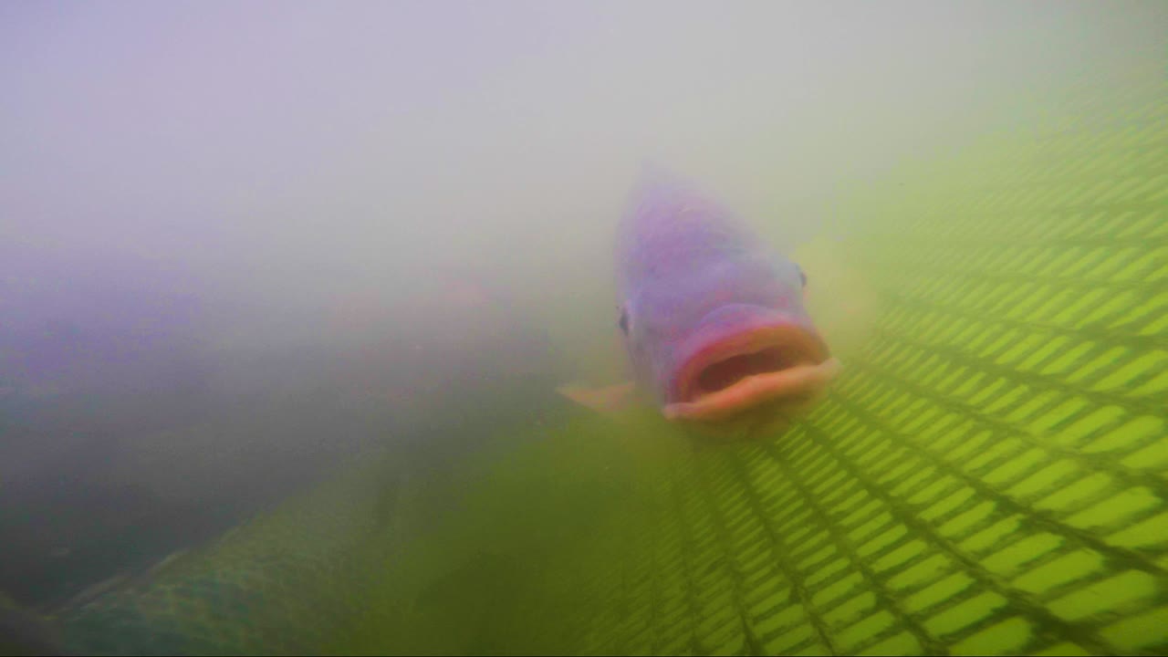 imágenes submarinas de peces tilapia dentro de una piscifactoría en san luis potosí méxico