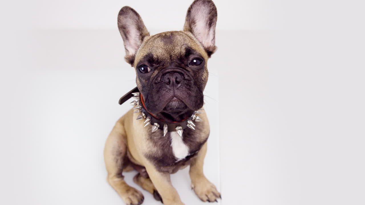 милый домашний французский бульдог