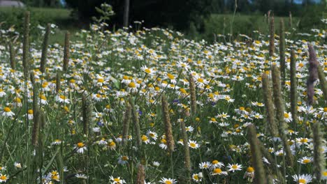 Chamomile-flower-field-in-sunny-summer-day,-medium-shot