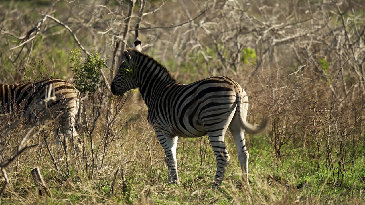 Zebra ryster fluer af ryggen, mens den spiser fra et lille træ i et busklandskab i Afrika, mellemskud fra et safarikøretøj