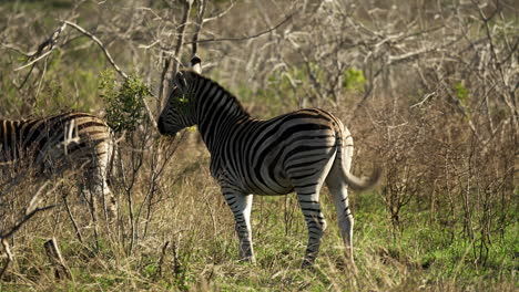 Zebra-shaking-the-flies-off-it's-back-while-eating-from-a-small-tree-in-a-bushy-landscape-in-Africa,-medium-shot-from-a-safari-vehicle