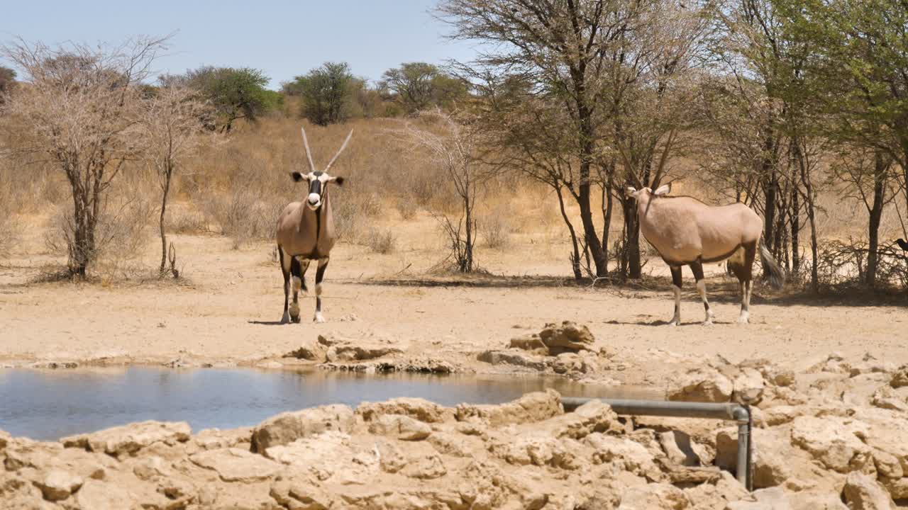 dos gemsbok nerviosos caminan alrededor del pozo de agua cerca de nossob, sudáfrica