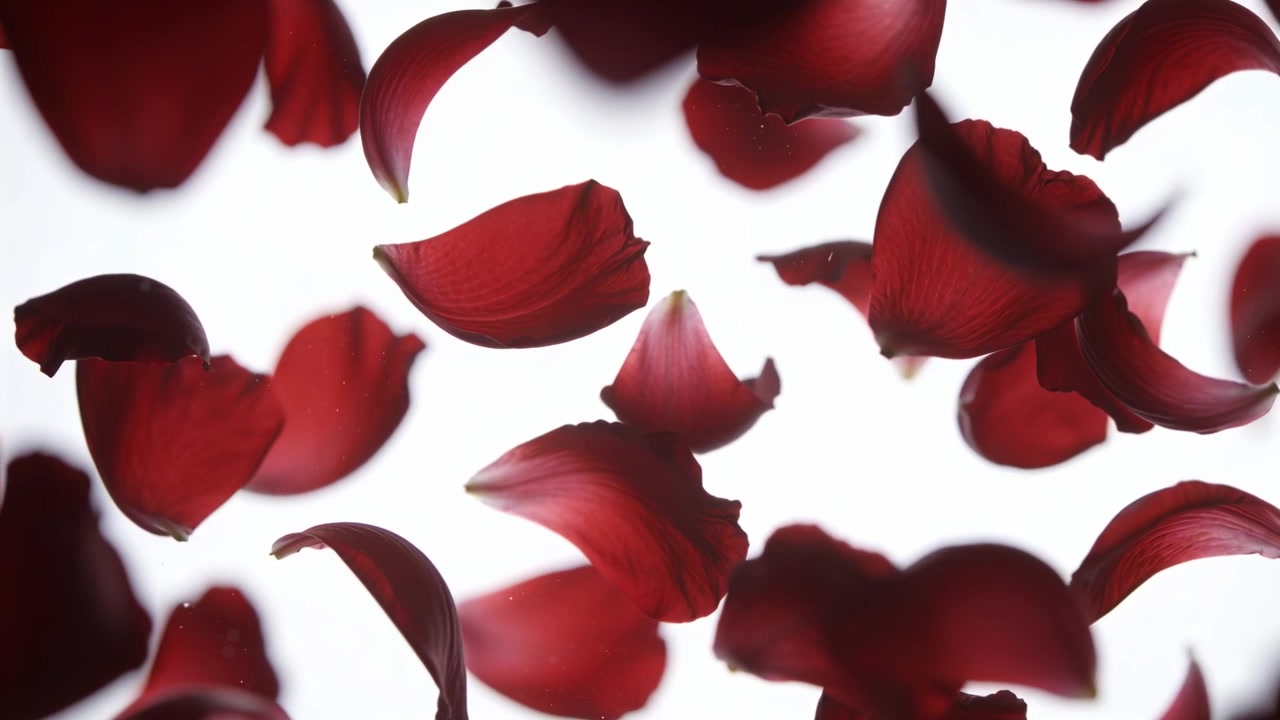 Petali di rosa rossi che fluttuano, cadono e ruotano in controluce in studio, trasportati da sottili correnti d'aria.
