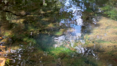 Wasser,-Das-Mit-Blättern-Stromabwärts-Läuft