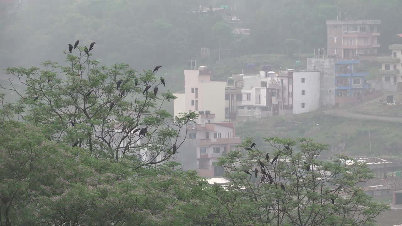 A murder of crows sitting in the tops of some trees.