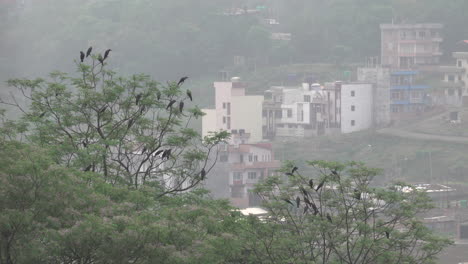 a murder of crows sitting in the tops of some trees.