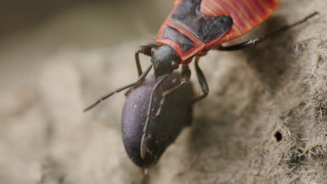 pyrrhocoris apterus, european firebug, feeding. macro closeup insect