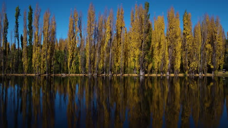 AERIAL---Cypress-trees-next-to-a-river-with-their-reflections-on-the-water,-truck-right