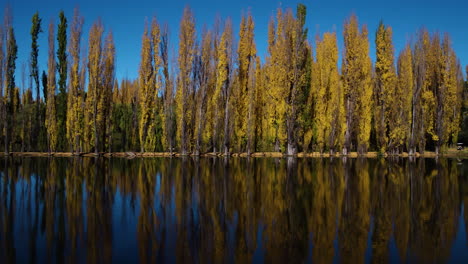 aerial - cypress trees next to a river with their reflections on the water, truck right