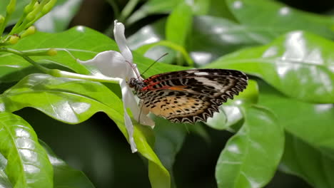 colourful butterflly consuming flower pollen