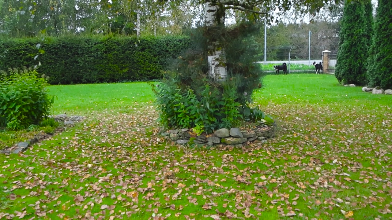 Due cani da orso della Carelia in bianco e nero in un giardino autunnale di giorno, dove l'erba verde è tagliata e le foglie cadute sono splendidamente sparse a terra in una giornata nuvolosa. Il giardino ha alberi e cespugli