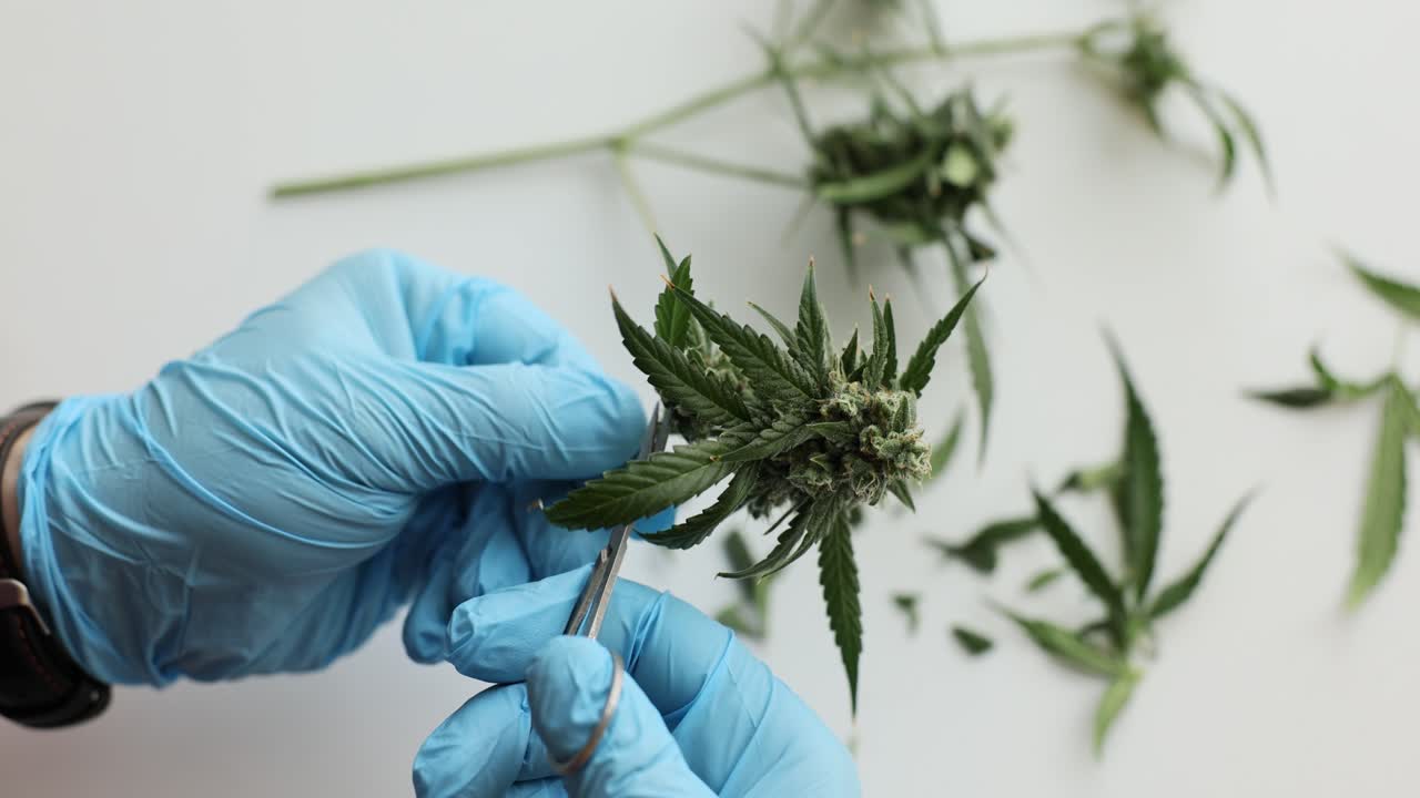 Trimming Cannabis Buds