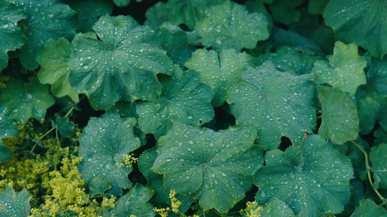 Fresh raindrops shimmer on lush lady’s mantle leaves, highlighting the plant’s iconic water-repellent foliage in a tranquil garden setting.