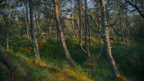 Bosque-Gratificante-Y-Exuberante-Selva-En-Jutlandia,-Dinamarca,-A-La-Hora-De-La-Mañana.