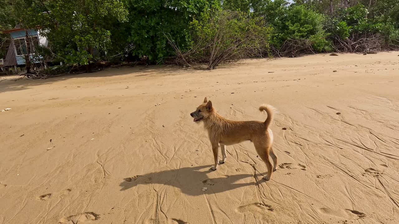 A tan dog walks and pauses on a sunlit sandy beach bordered by lush green trees, with a grounded boat visible in the background. Handheld camera movement