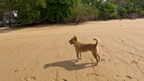 a tan dog walks and pauses on a sunlit sandy beach bordered by lush green trees, with a grounded boat visible in the background. handheld camera movement
