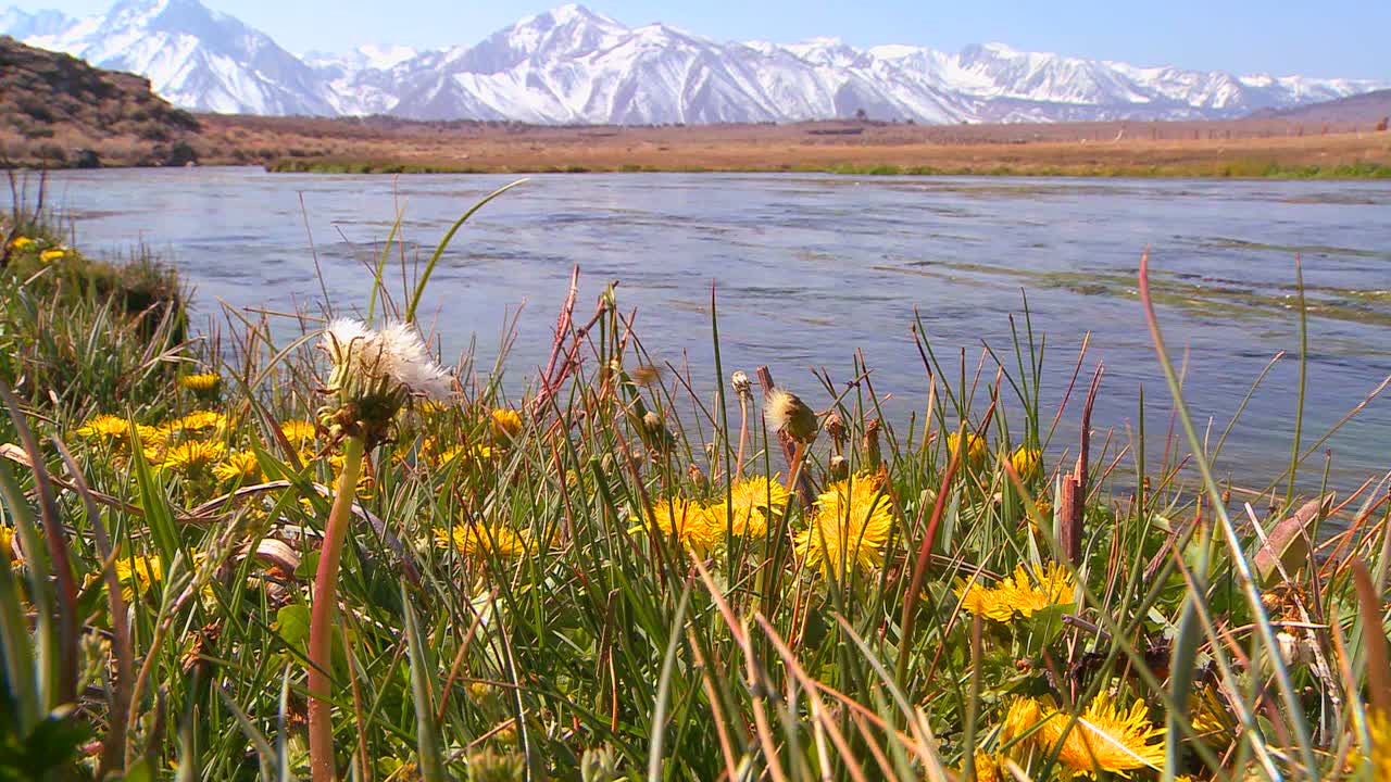전경 1에 야생화가 있는 시에라 네바다 산맥을 흐르는 아름다운 강