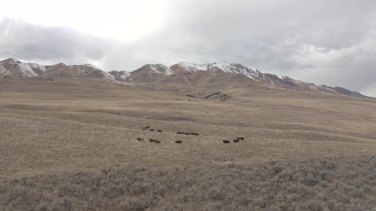 la manada de bisontes atraviesa el valle de la montaña mientras el vuelo aéreo se invierte
