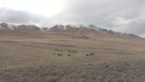 la manada de bisontes atraviesa el valle de la montaña mientras el vuelo aéreo se invierte