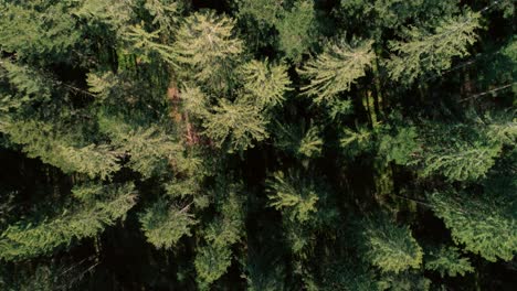 fotografía de la parte superior de los árboles en un bosque en la zona rural de suiza