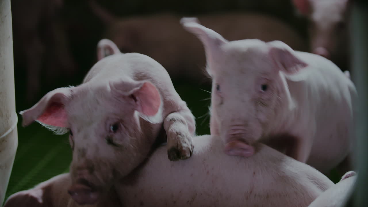 Group of Piglets in a Farm