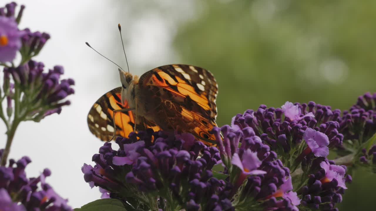 primer plano de mariposa sentada en el arbusto de mariposas, buddlejeae