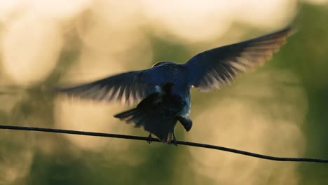 two tree swallows mating on a wire at sunrise in slow motion