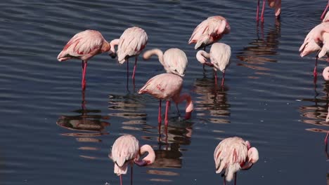 flamingo at lake nakuru in kenya.