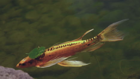 orange koi fish slowly swims across the frame in this lilly pond