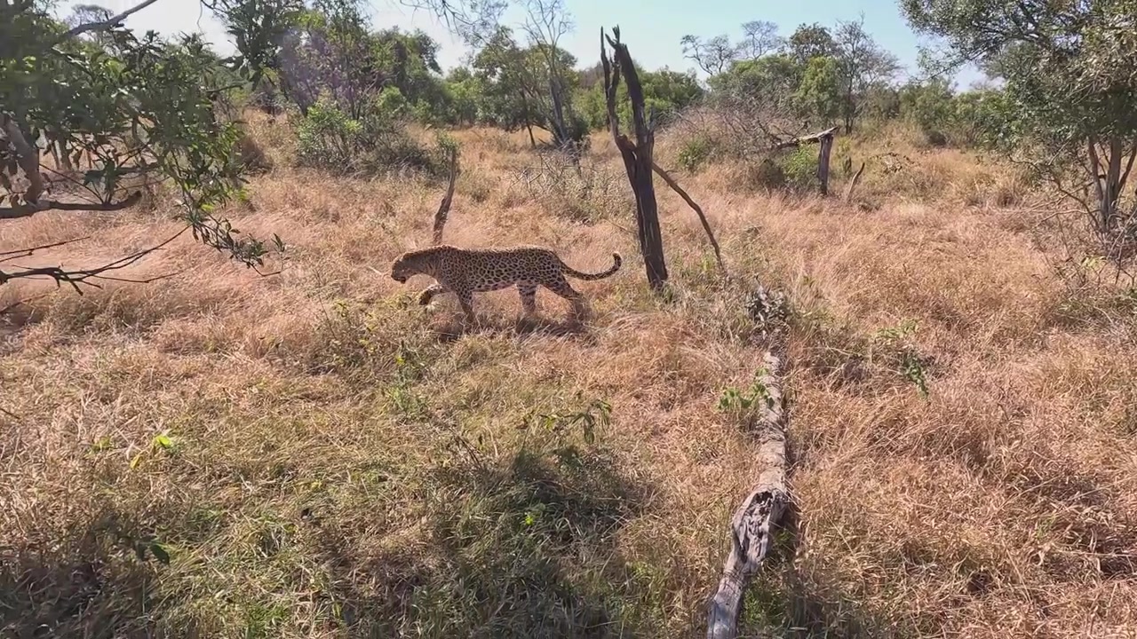 Panning dengan Macan Tutul saat ia berjalan di sabana rumput tinggi di Taman Nasional Kruger