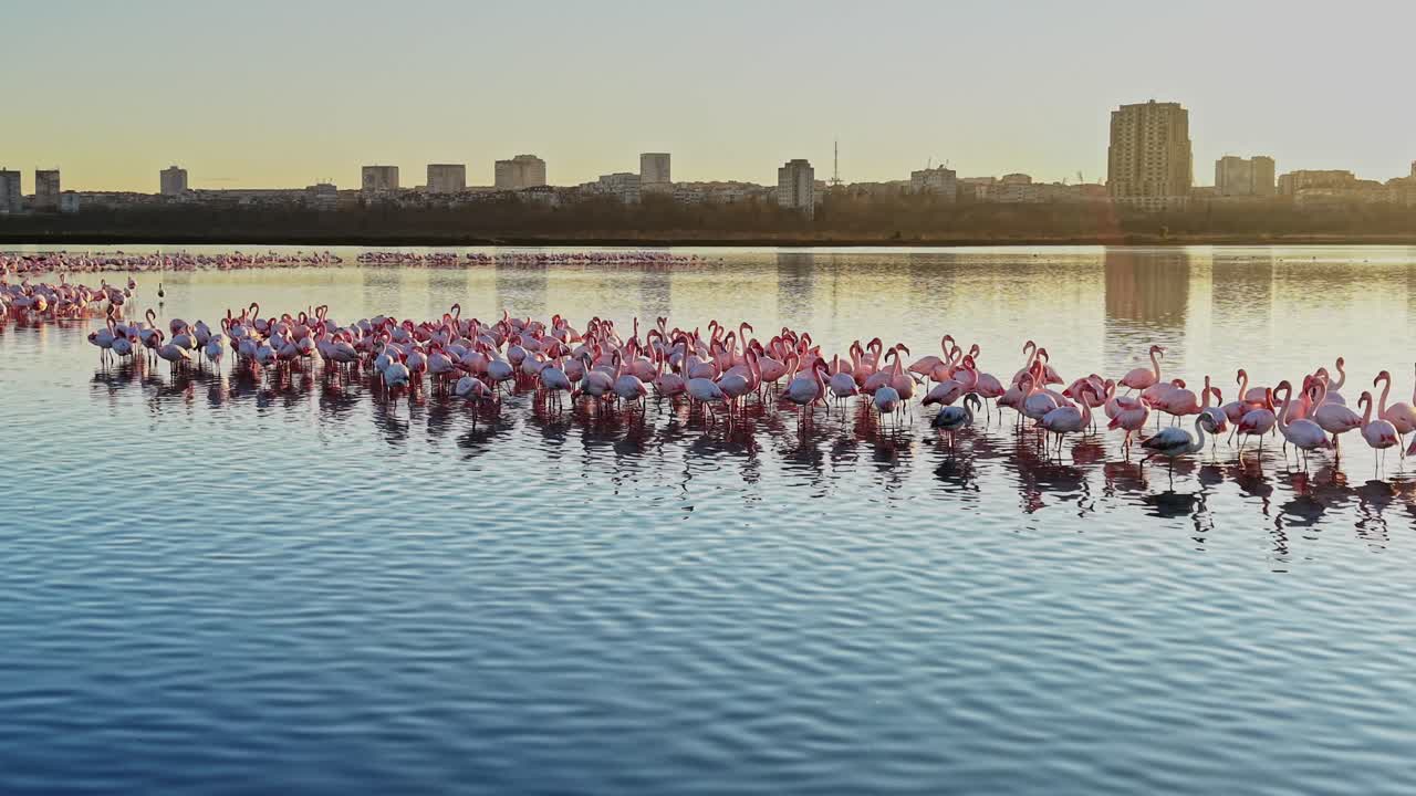 Flamingos gather by the water's edge in the evening near the city