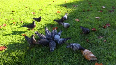 pigeons gather to eat bread on grass