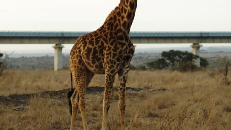 Slow-tilt-up-shot-giraffe-looking-at-camera-in-the-African-bushes-on-safari