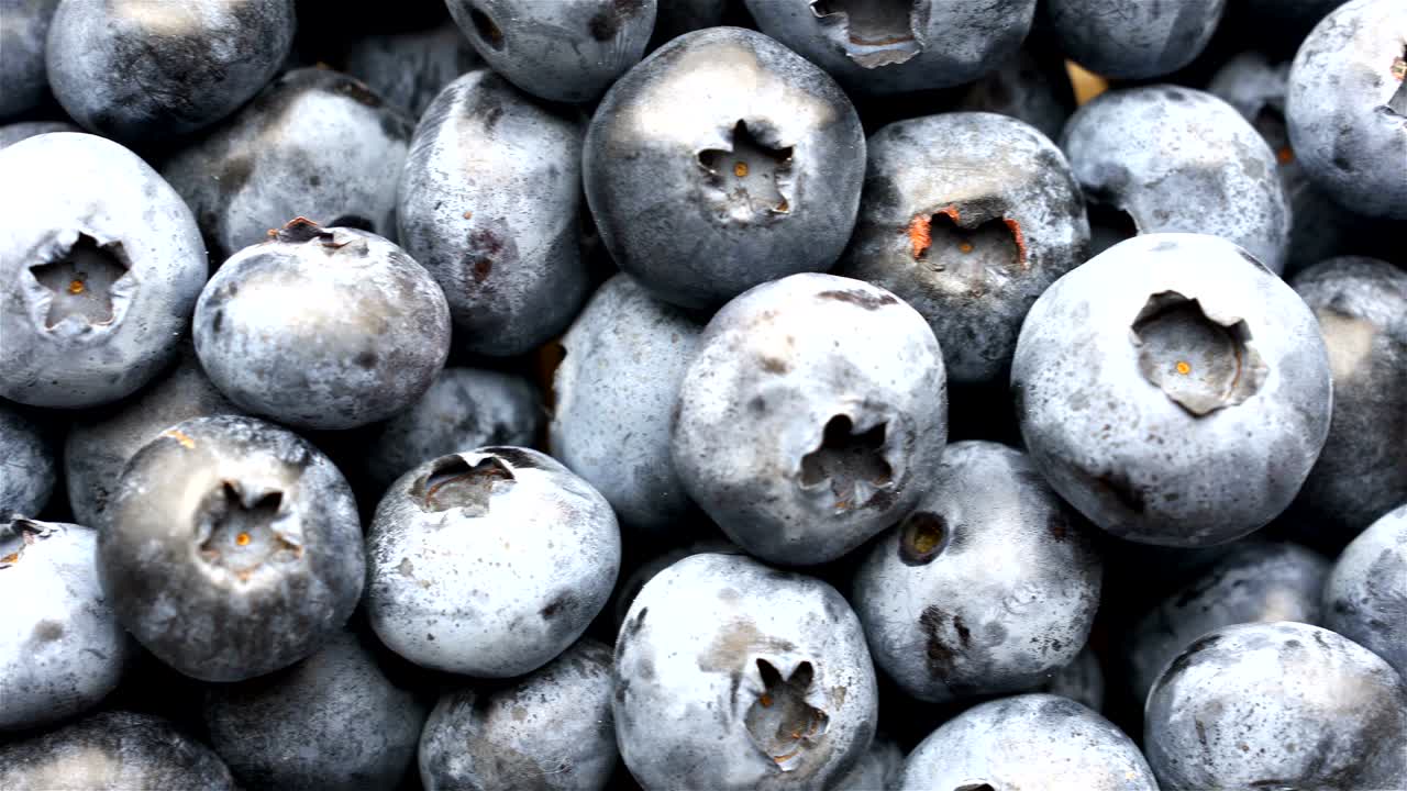 클로즈업  은 신선한 빌베리 또는 블루베리, 4k