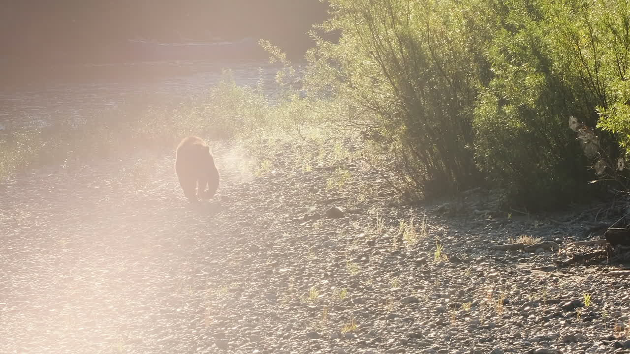 하이 키 라이트 그리즐리 베어 백 라이트