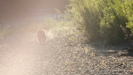 high key light grizzly bear back lit by