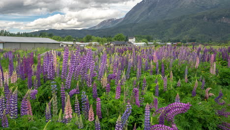 wild purple lupine flowers in chilean landscape, timelapse