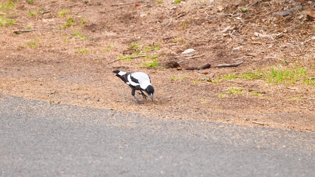 A magpie walks and pecks at the ground on a sunlit path in Point Lonsdale, Victoria