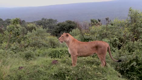 a female lion poses proudly against mountains in africa