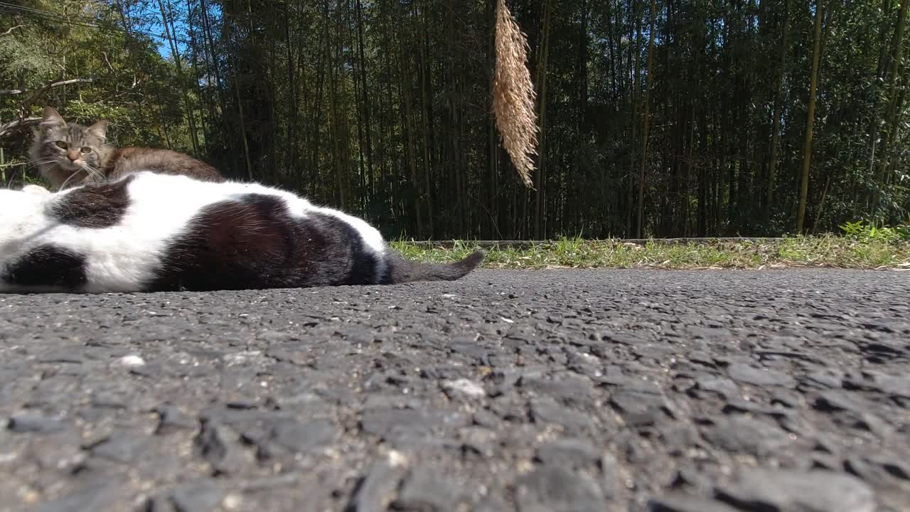 고양이 꼬리를 가지고 노는 재미있는 흑백 고양이